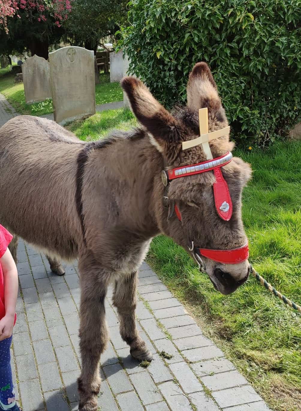 Bernie the donkey